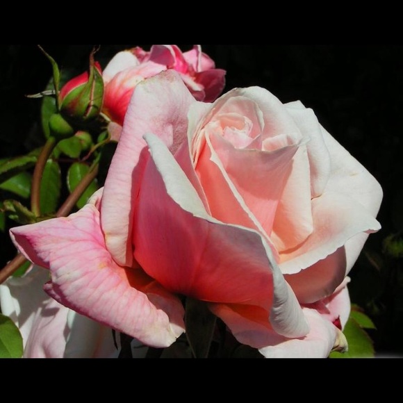 Meet your Posher, Helen - Picture 1 of 1